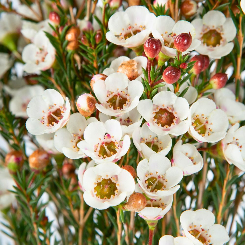 Waxflower Moonlight Delight Helix Australia