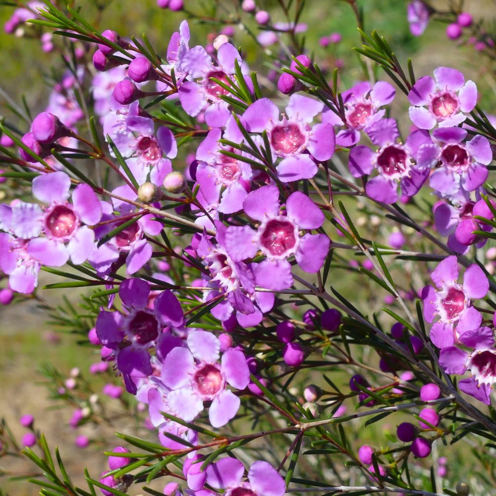 Waxflower Niek's Pride Helix Australia
