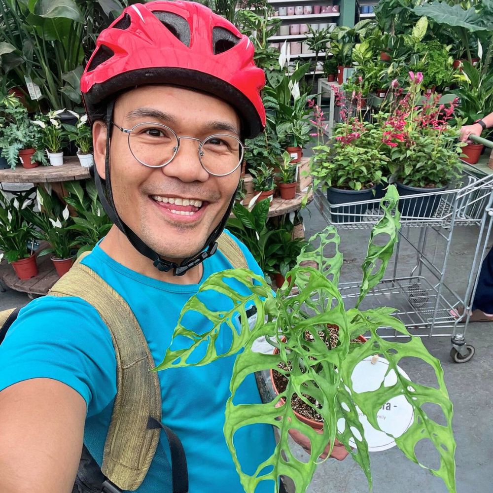 Young Potted Monstera Obliqua Peru