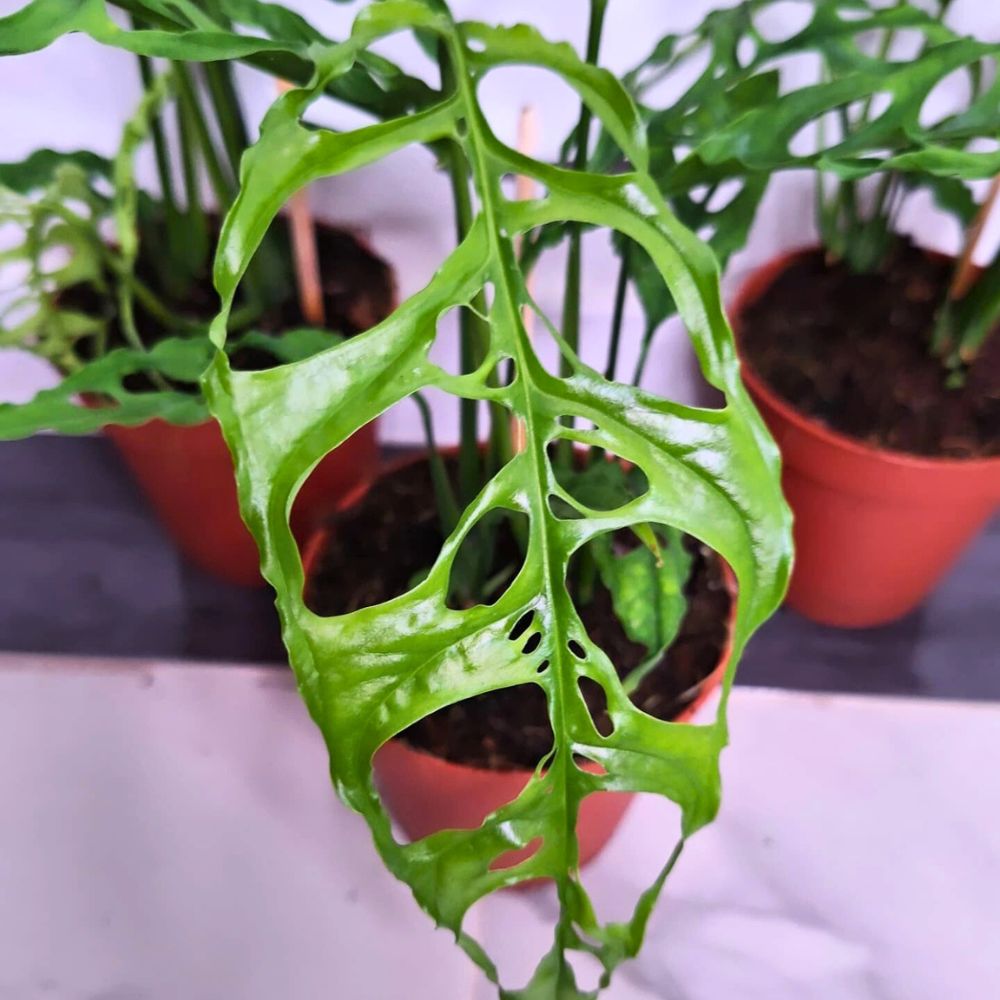 The typical leaves of a Monstera Obliqua Peru