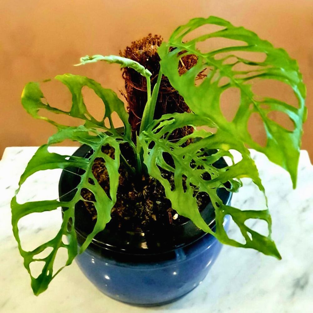 Monstera Obliqua