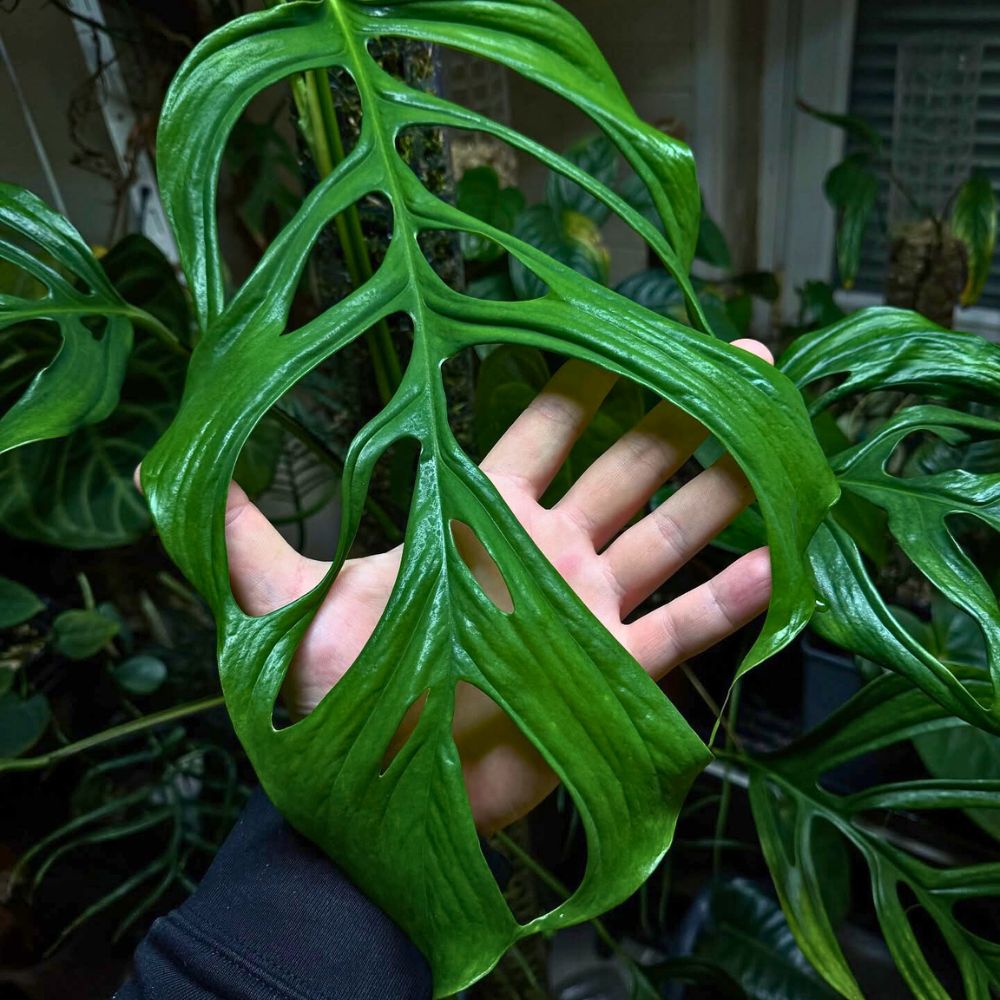 Monstera Obliqua
