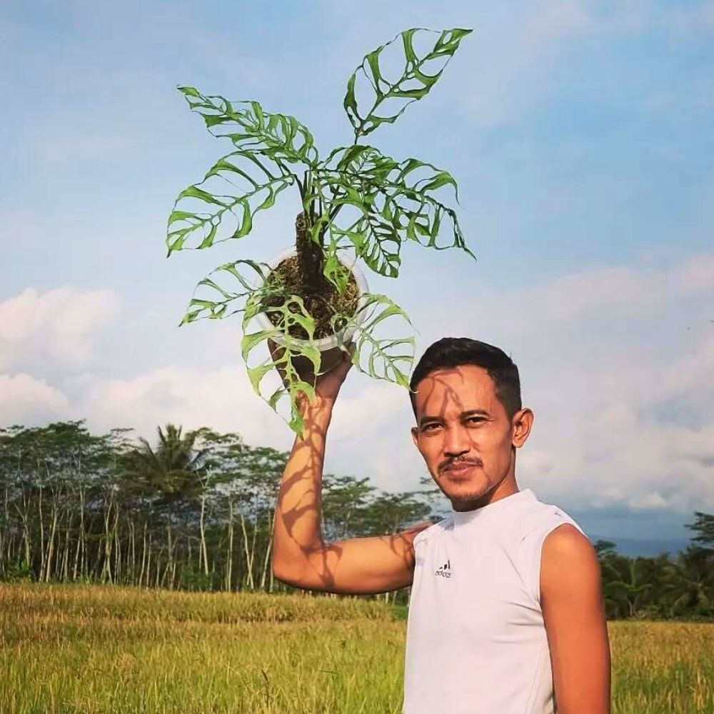 Monstera Obliqua