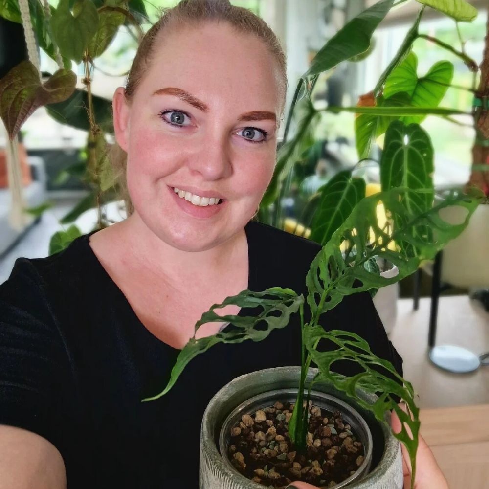 Monstera Obliqua