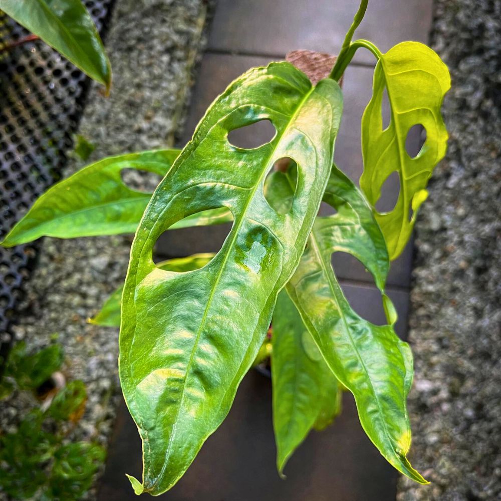 Monstera Obliqua Amazonas