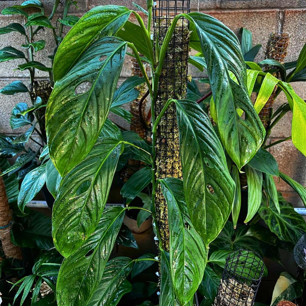 Monstera Obliqua Bolivia