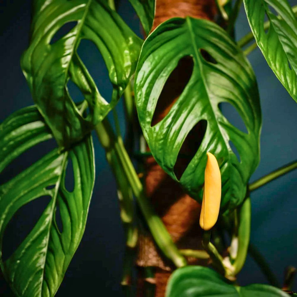 Monstera Obliqua cf Pangui