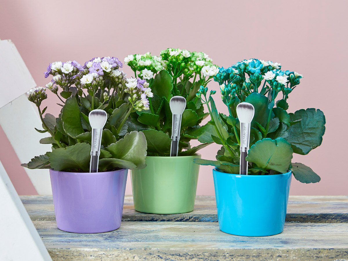Make Upz Purple Green Blue Kalanchoe Vilosa Make Upz Purple Green Blue Kalanchoe Vilosa