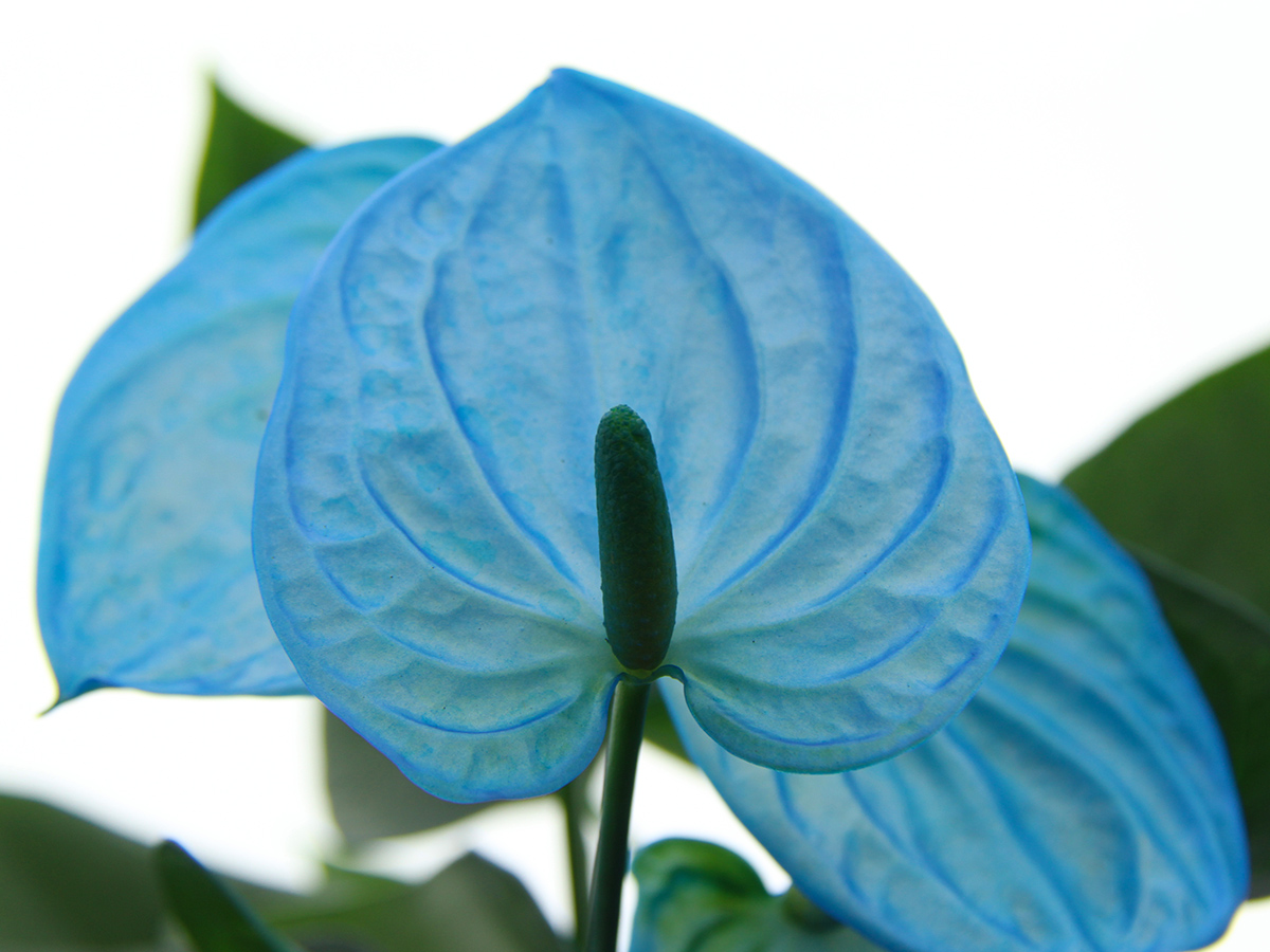 Make Upz Blue Anthurium by HouwenPlant Make Upz Blue Anthurium by HouwenPlant