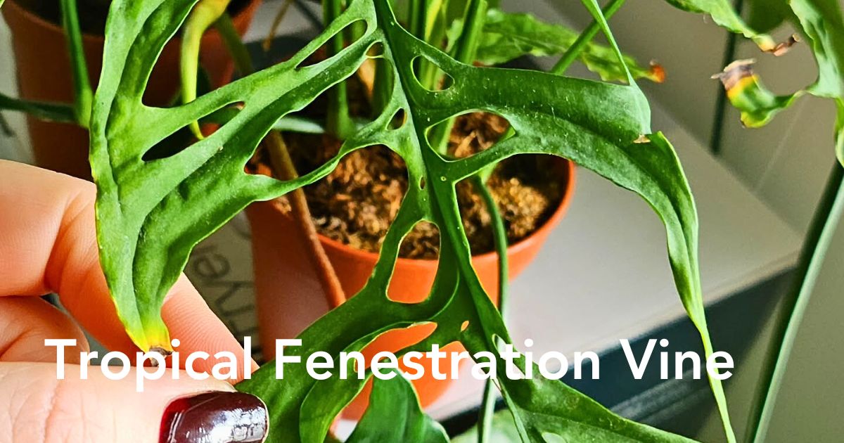 Monstera obliqua - Thursd header Image