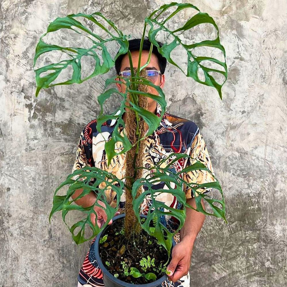 Monstera Obliqua
