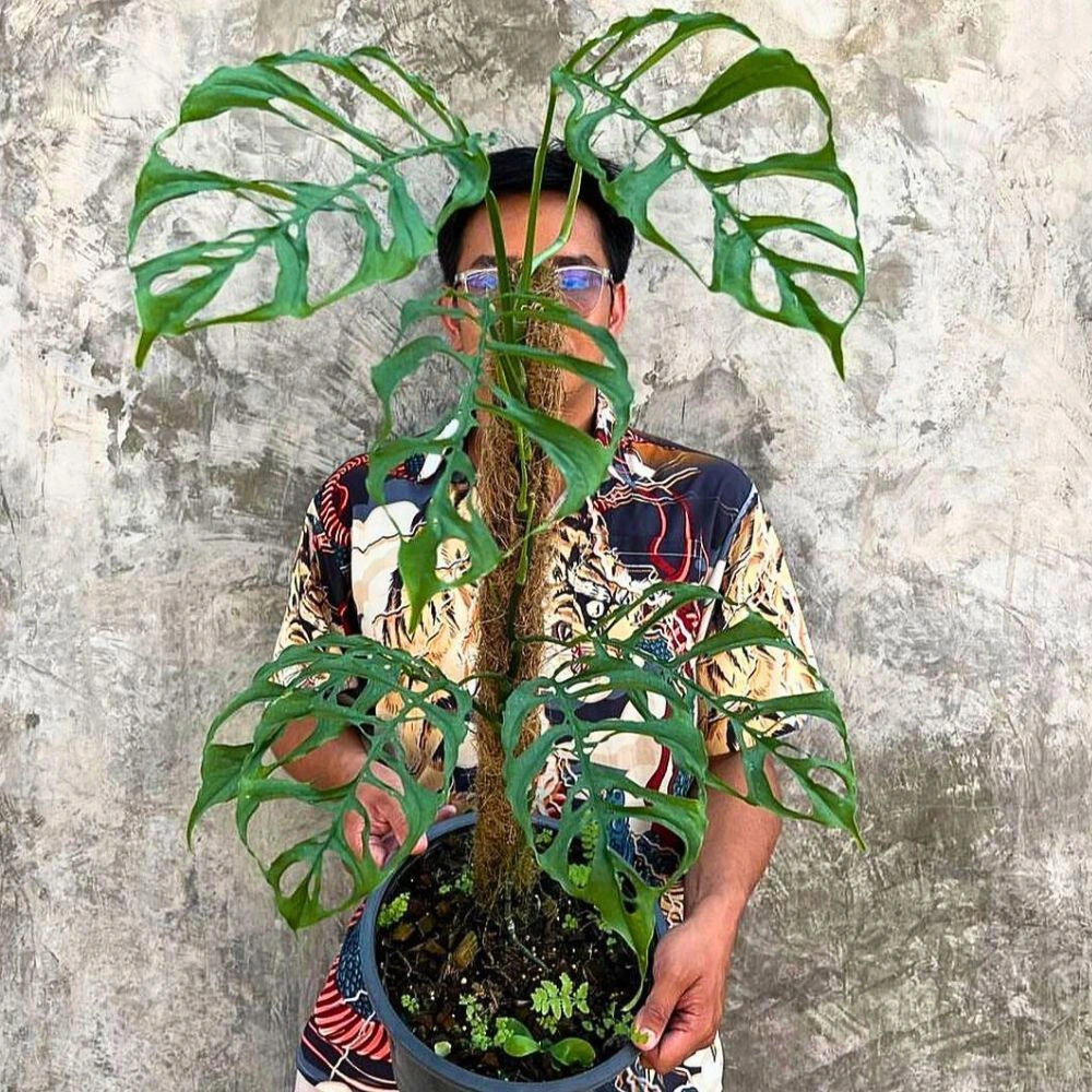 Monstera obliqua