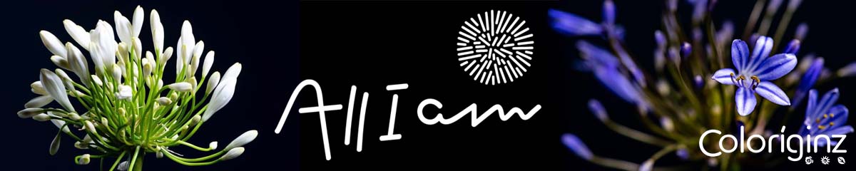 Banner AllIAm Agapanthus