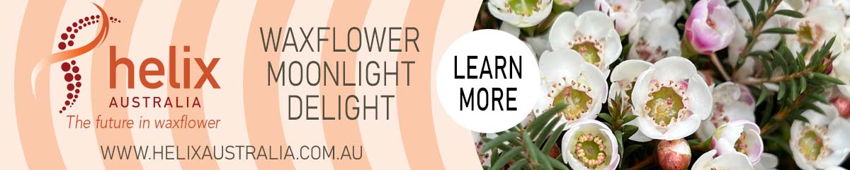 Banner HelixAustralia Waxflower Moonlight Delight