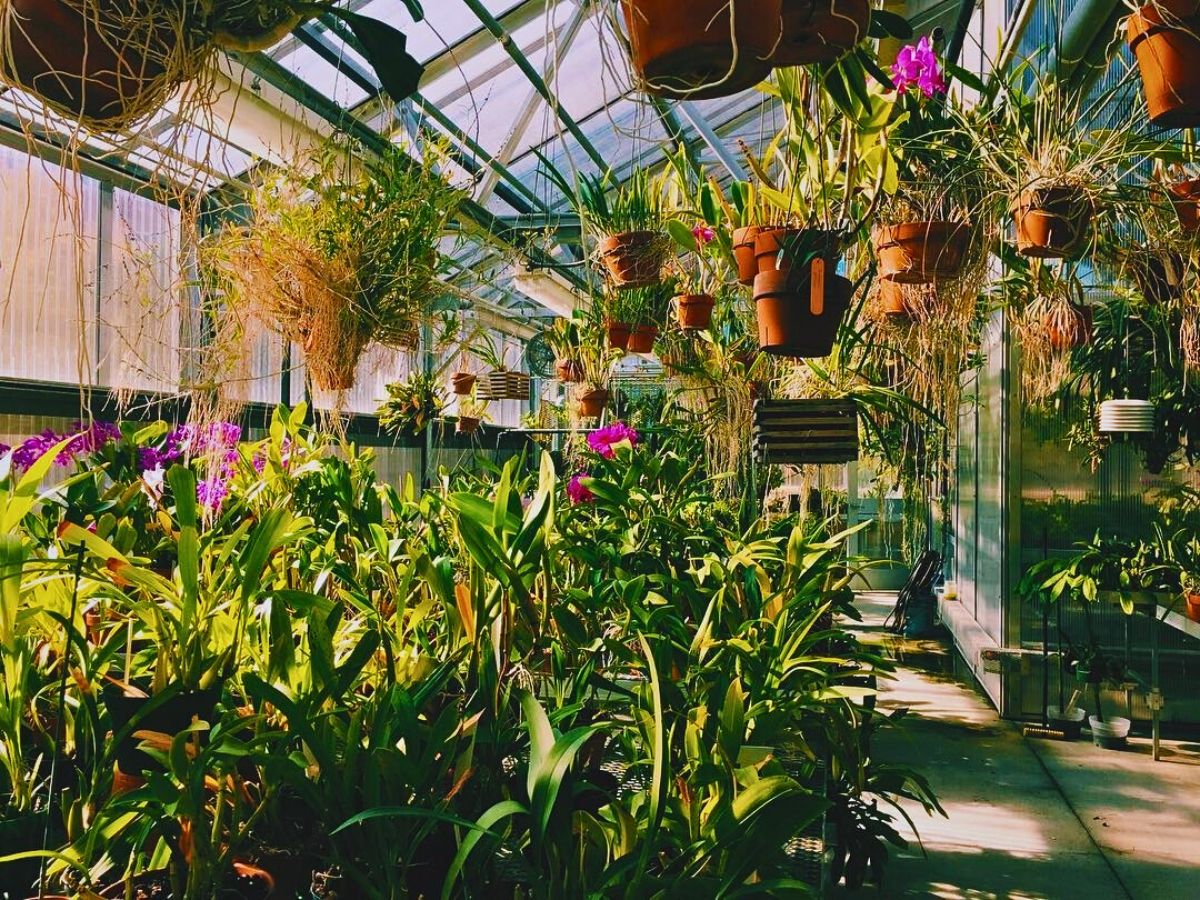 Miniature greenhouse Urban and Small-Scale Floriculture Hold Incentives for Overall Sustainability Goals