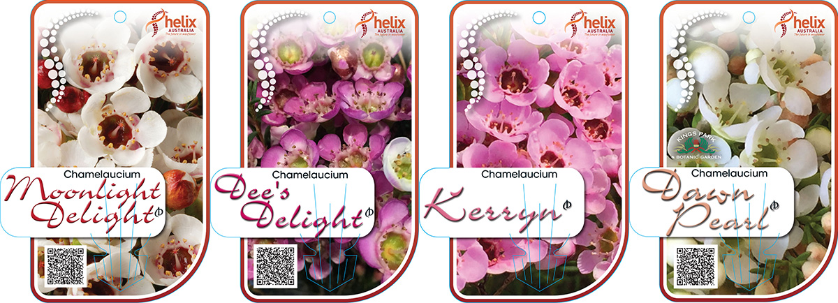 Waxflower Helix Australia July-August 1