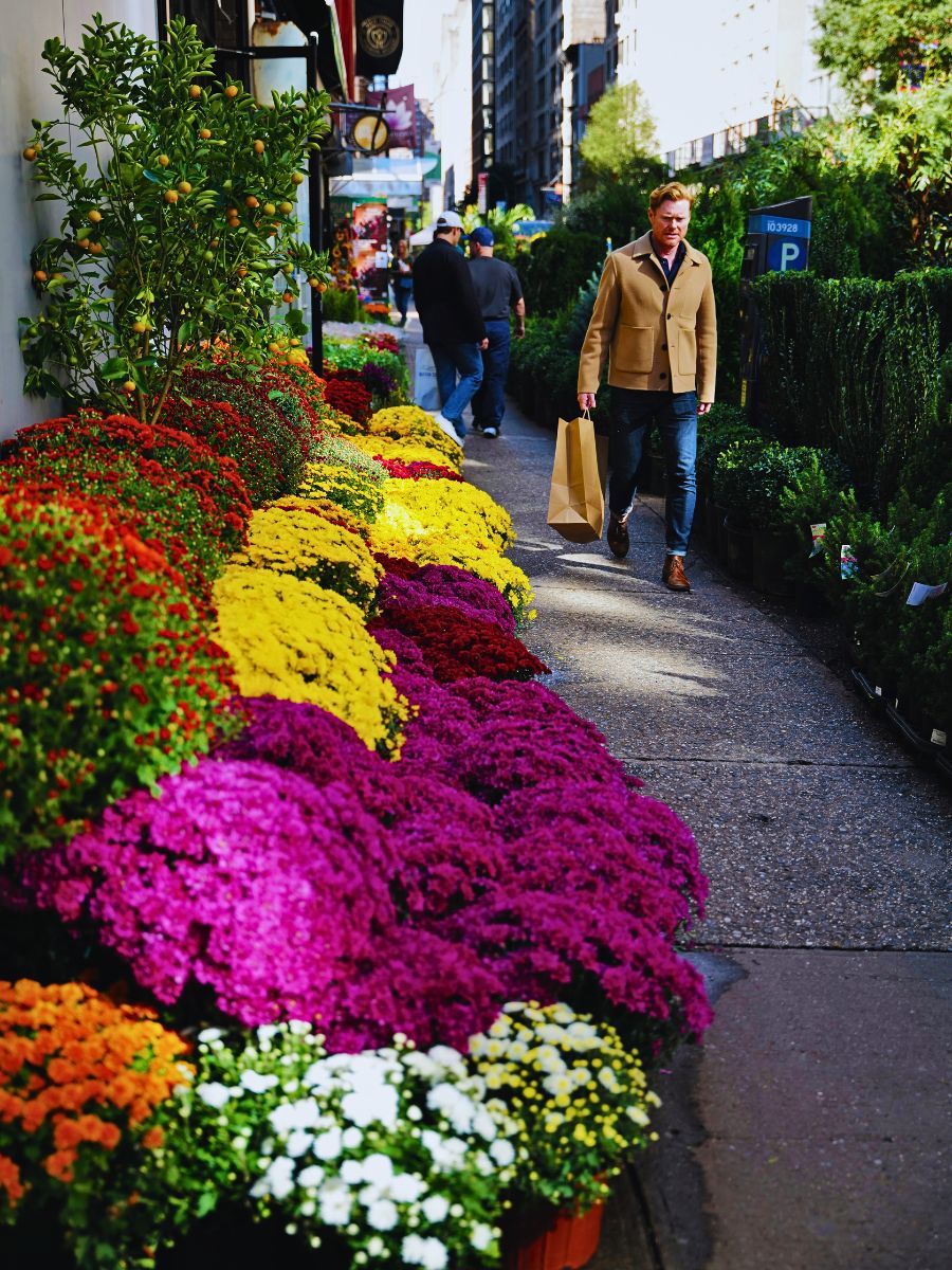 Flowers along alleyways Urban and Small-Scale Floriculture Hold Incentives for Overall Sustainability Goals
