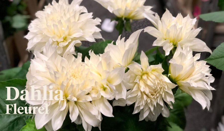 Peter's weekly Menu 34 - Dahlia Fleurel - On Thursd.