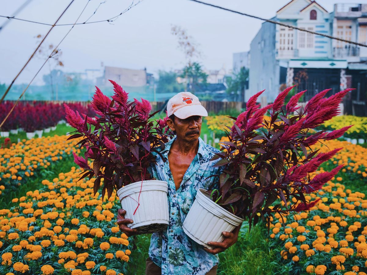 A small flower farm Urban and Small-Scale Floriculture Hold Incentives for Overall Sustainability Goals