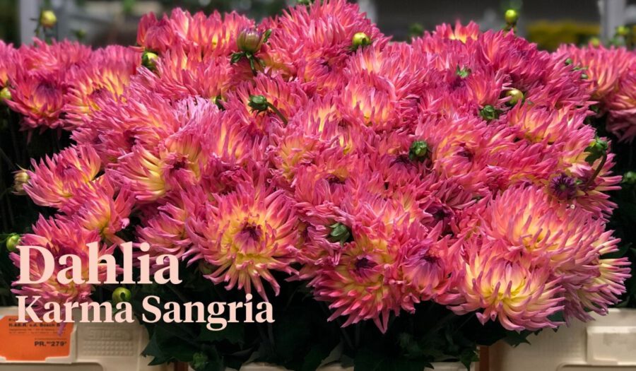 Peter's weekly Menu 27 - Dahlia Karma Sangria - On Thursd.