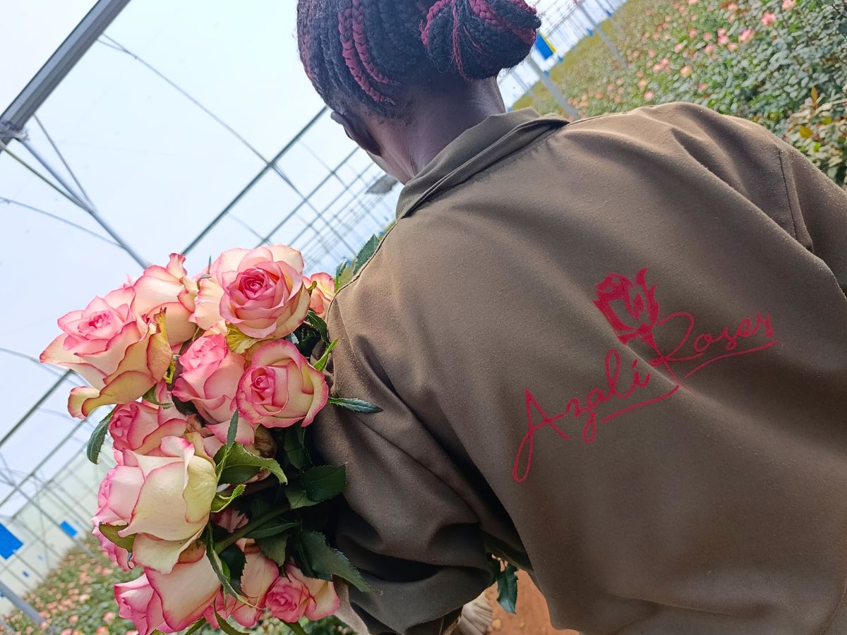 Rose Jumilia grown at Azali Roses Marketing for Growers