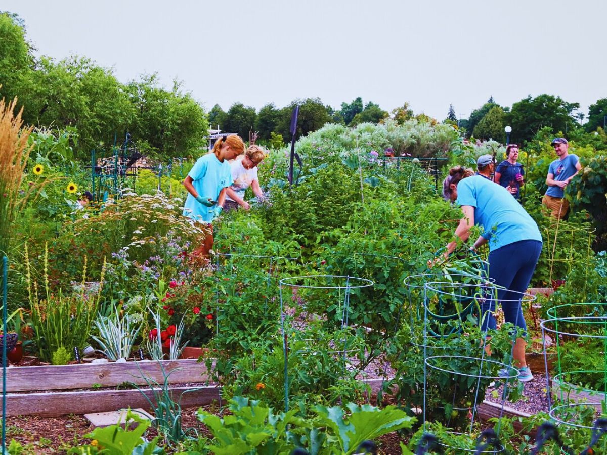Community gardening Urban and Small-Scale Floriculture Hold Incentives for Overall Sustainability Goals