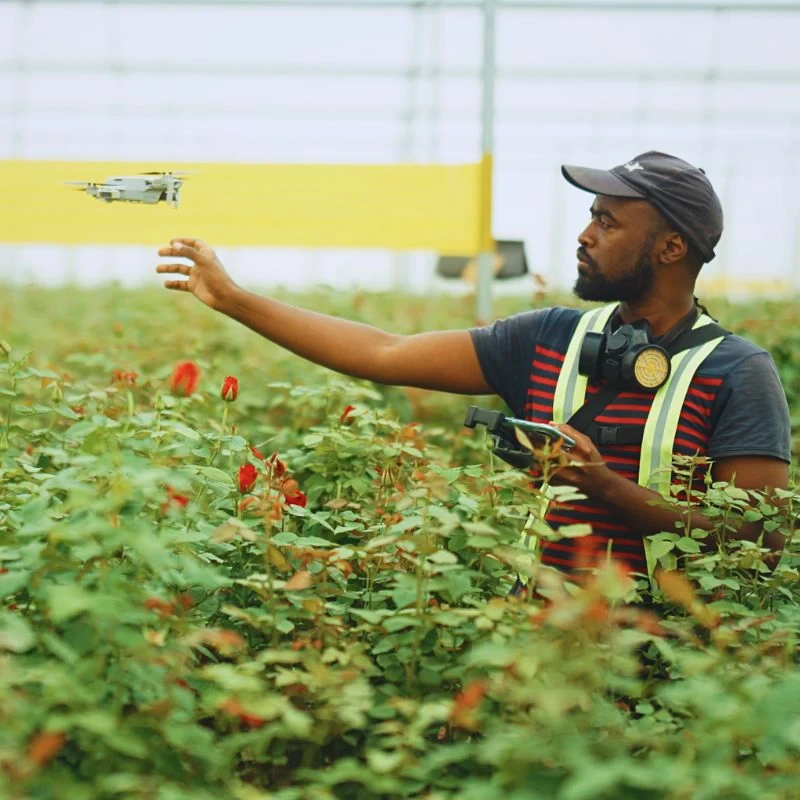 Lima Labs and Chrysal Revolutionizing Flower Cultivation Using Technology