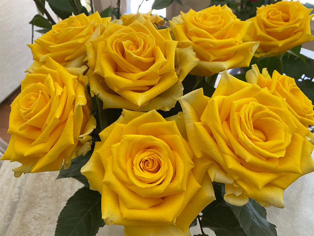 Rose Lighthouse monobunch United Selections Rose Lighthouse monobunch United Selections