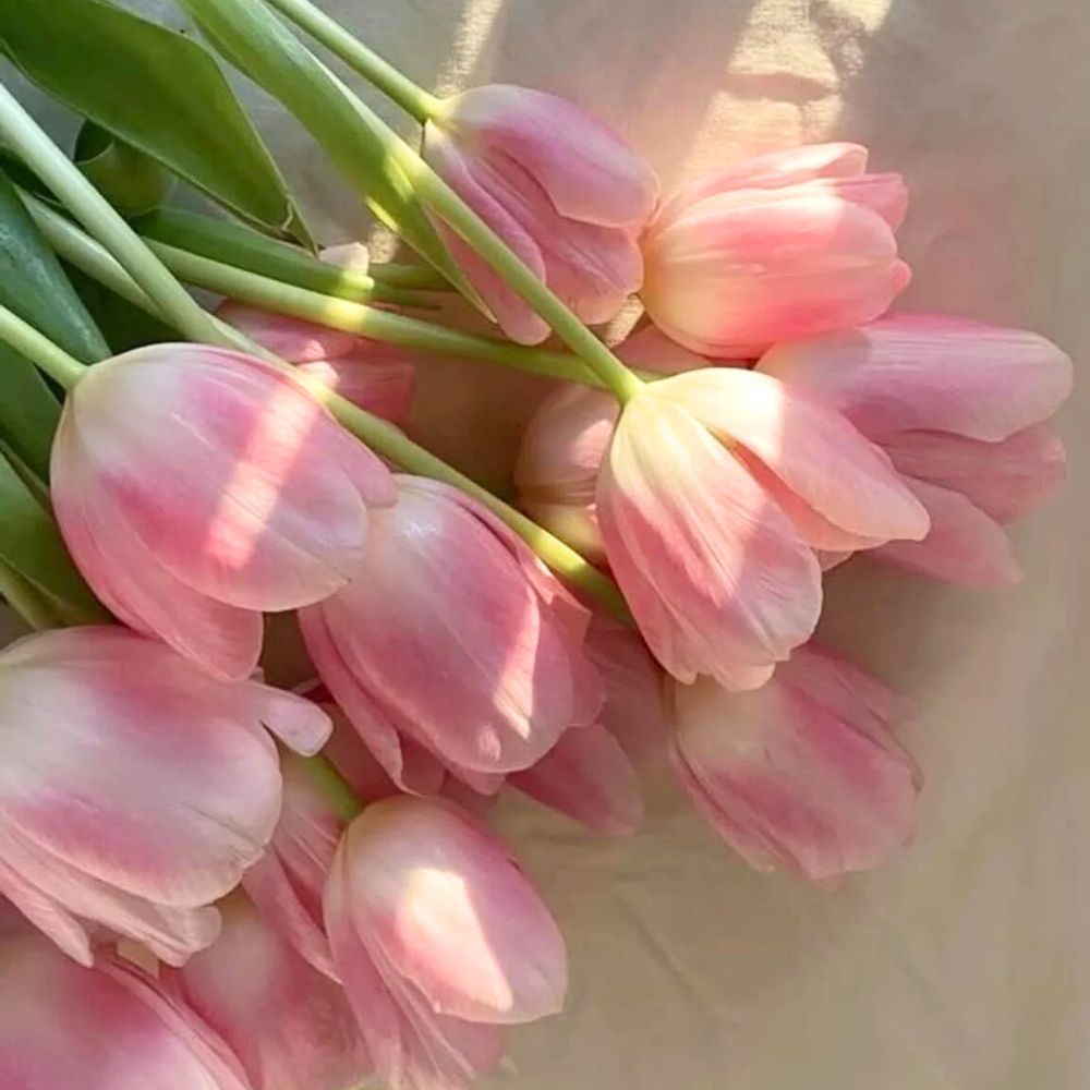 Pink Tulips Pink Flowers - beautiful flowers in the form of pink tulips