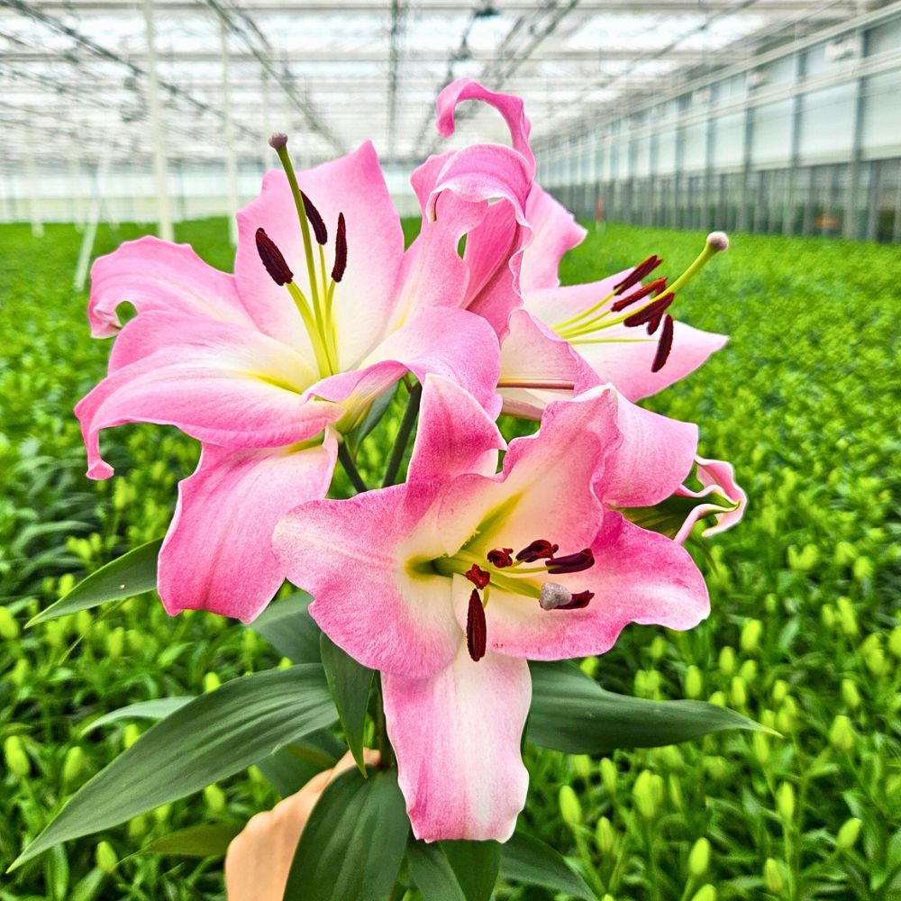 Lily Master Supra grown by Bredefleur Lily Master Supra grown at Bredefleur