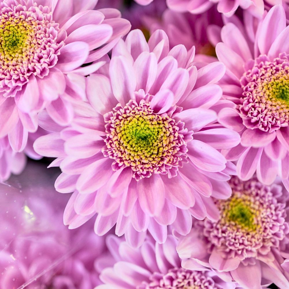 Chrysanthemum Optimist from the bredder Dekker Chrysanten Chrysanthemum Optimist from the bredder Dekker Chrysanten