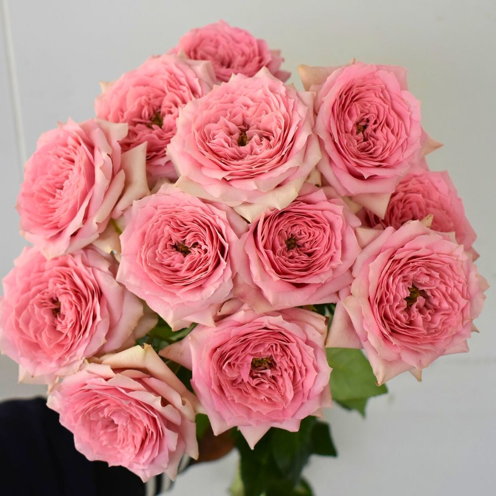 Spray Rose Sweet Dimension from De Ruiter Innovations Spray Rose Sweet Dimension from De Ruiter Innovations - pink blooms in full display