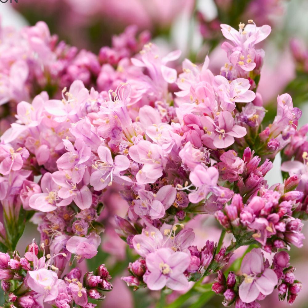 Limonium Perennial Florida Pink from the breeder HilverdaFlorist Limonium Perennial Florida Pink from the breeder HilverdaFlorist - the direct sunlight of the summer accompanied with sun soil is best fit for these flowers with sweet fragrance