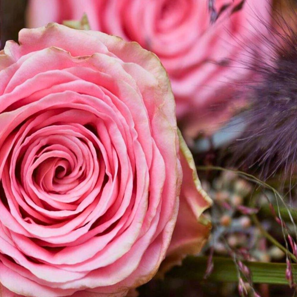 Rose Sophia Loren from the breeder Jan Spek Rozen Rose Sophia Loren from the breeder Jan Spek Rozen - Rose are considered hardy annuals and can survive from late spring to early winter