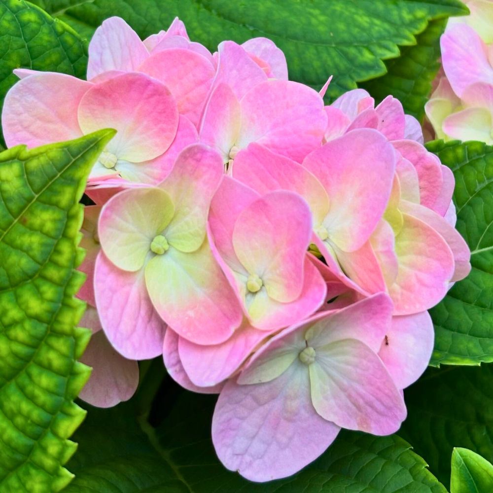 Pink Hydrangea Pink Flowers