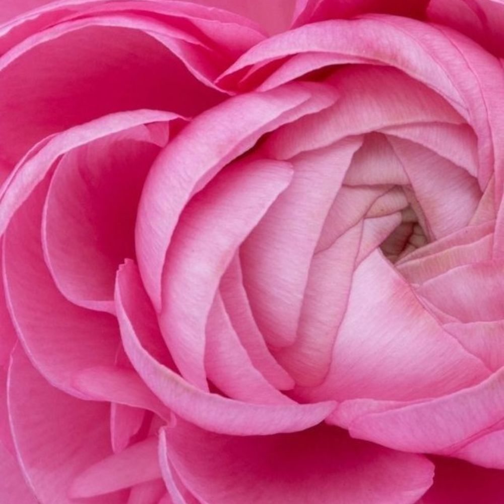 Pink Ranunculus from Tessa Pink Ranunculus from Tessa