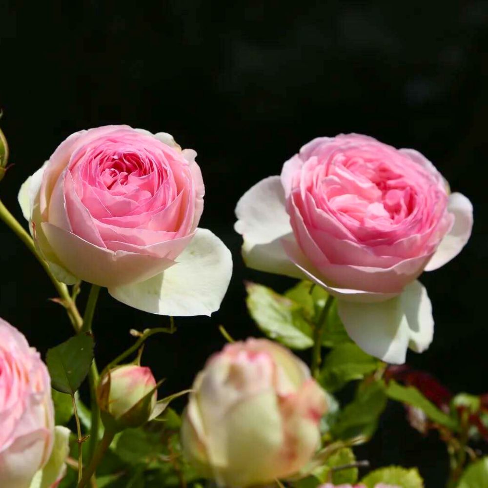 Eden Rose from Meilland Eden Rose from Meilland