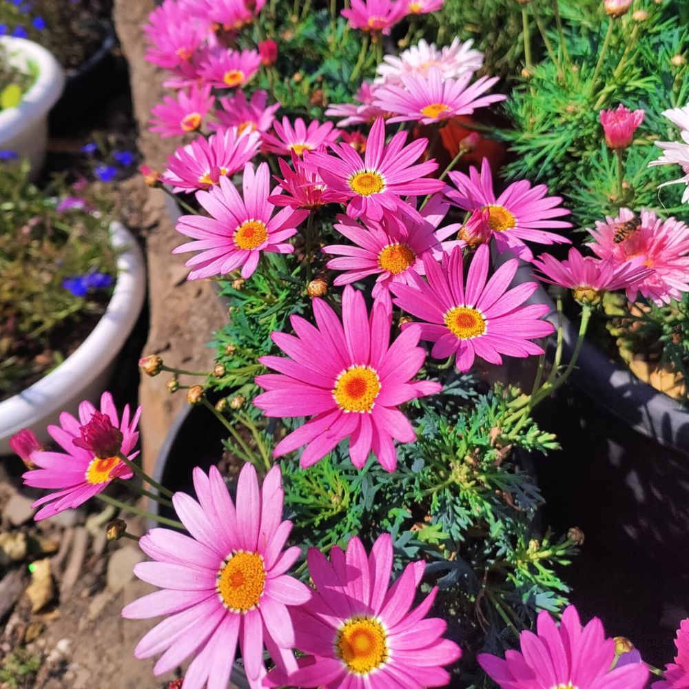 Pink Daisies Pink Flowers growing in a garden setting under full sun and full sun soil