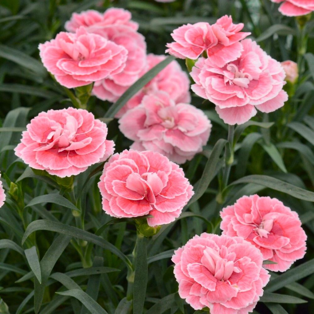 Harper a pink potted dianthus the pink blooms take a different color of its petals when fitted with partial shade partial shade soil during its growth