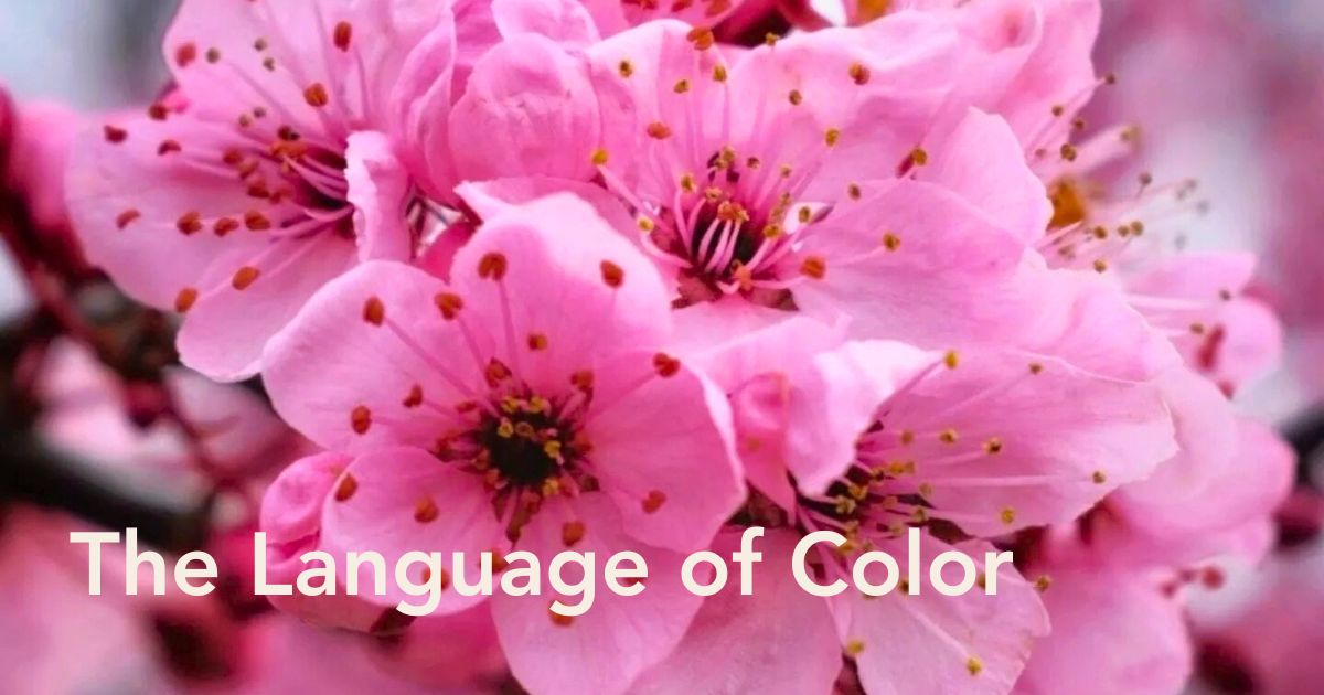 Pink Flowers