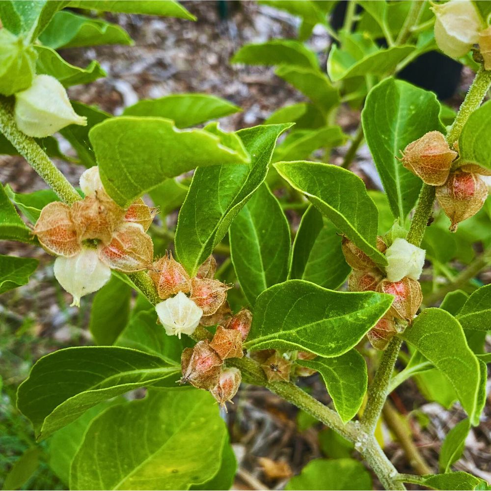 Uses and Benefits of Ashwagandha From Ancient Medicine to Modern Science