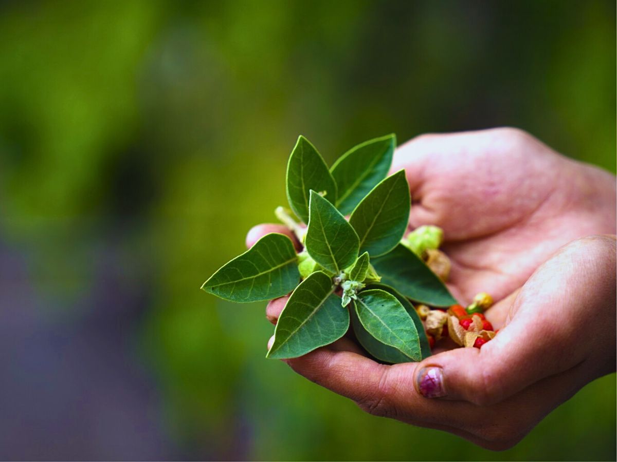 Ashwagandha aka Withania somnifera is also called the Indian ginseng