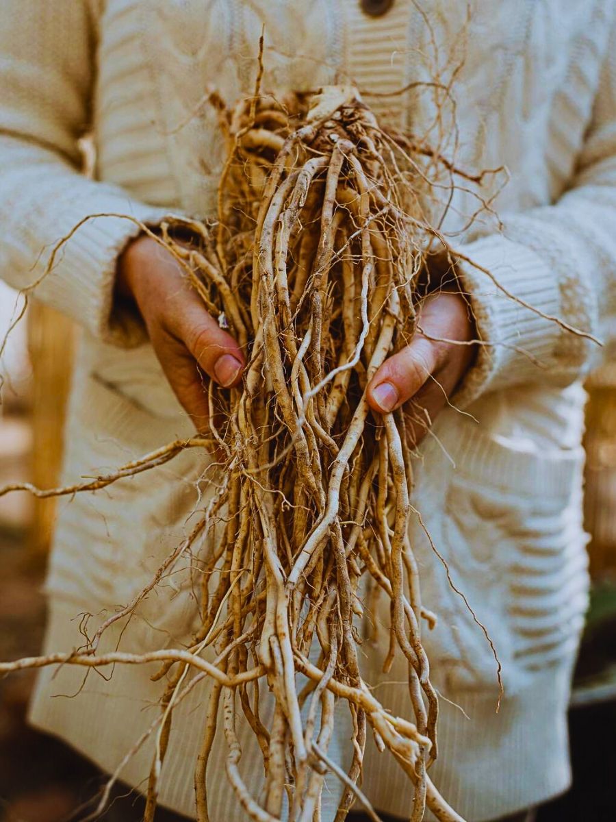 The ashwagandha roots are known to modulating stress hormones and improve cognitive function