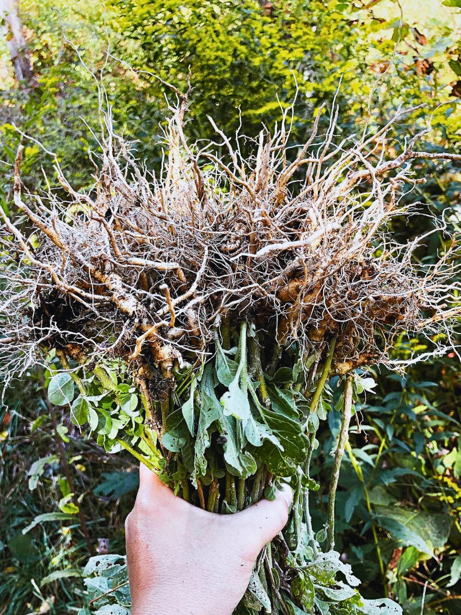 woman holding fresh harvested ashwagandha plants