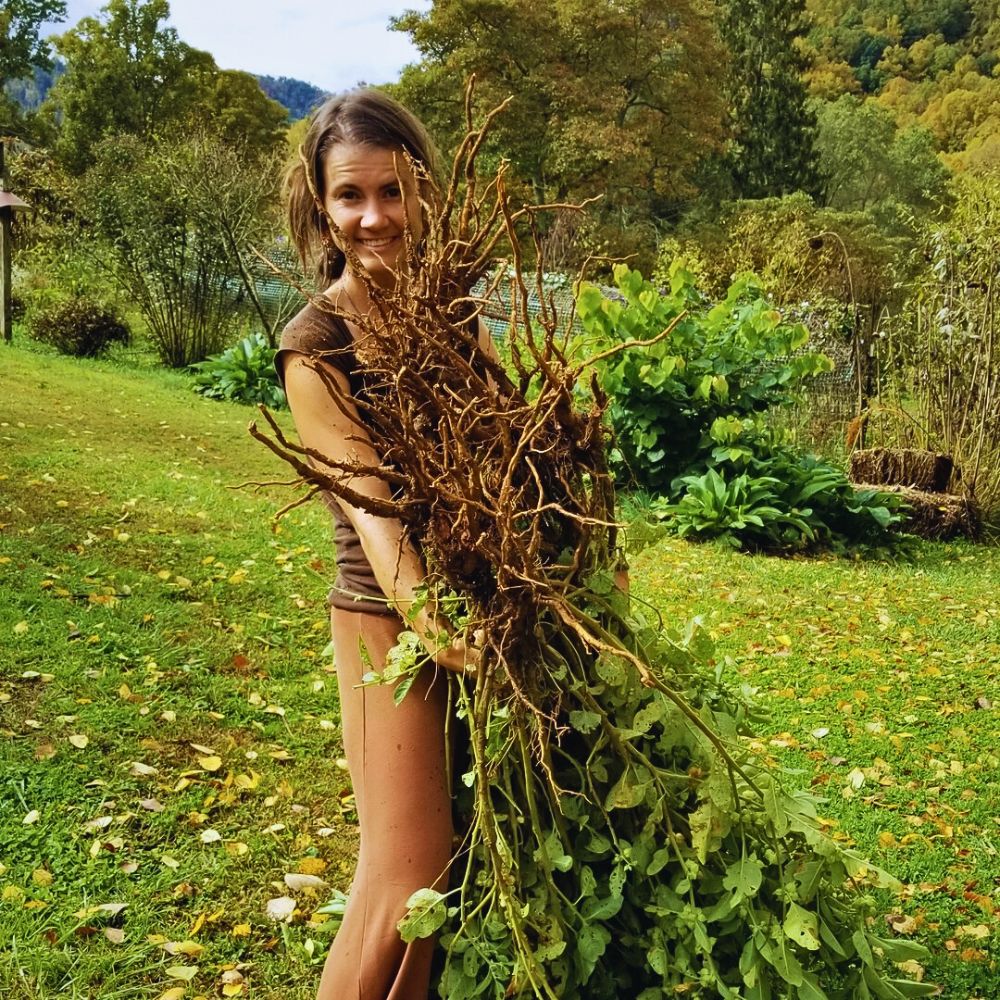 woman holding fresh harvested ashwagandha plants