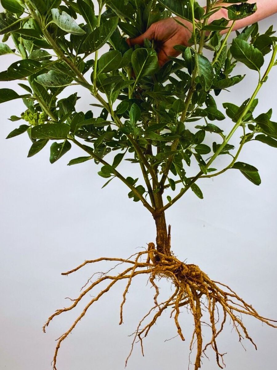 Ashwagandha root is popular as herbal medicine and is known to lower mental stress and also lower blood pressureand also improves mitochondrial function