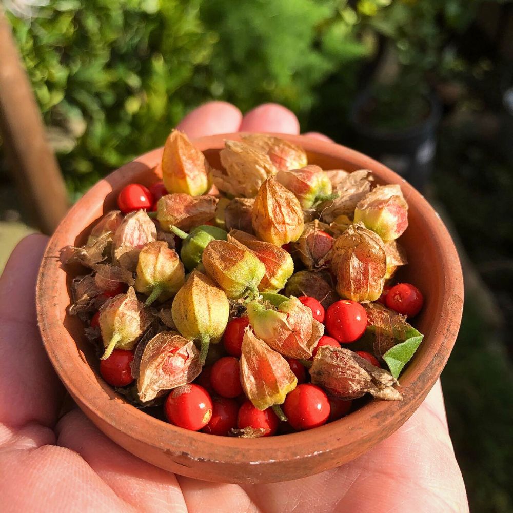 Ashwagandha berries.