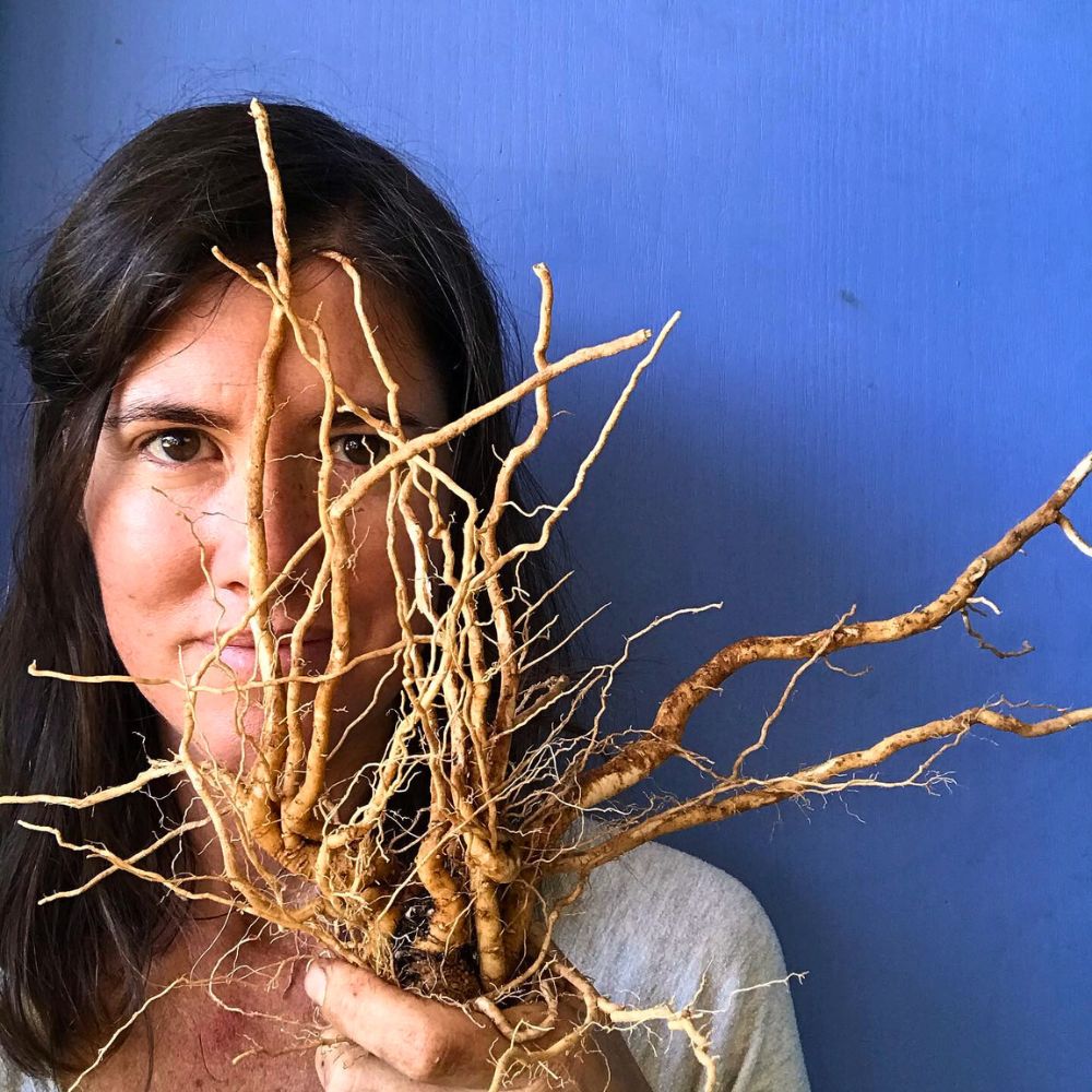ashwagandha extract of roots aka withania somnifera