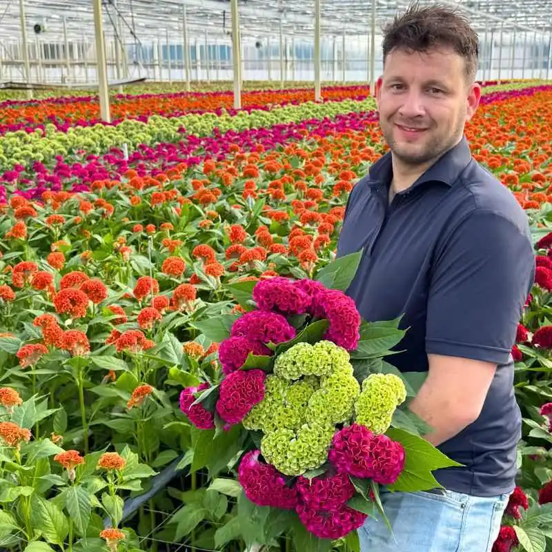 Philip Bos with Celosia from Bos Bloemen