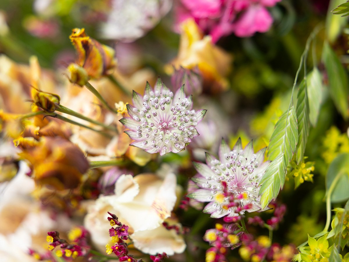 Krisztian Kover Wildflower Summer Bouquet Detail Astrantia Krisztian Kover Wildflower Summer Bouquet Detail Astrantia